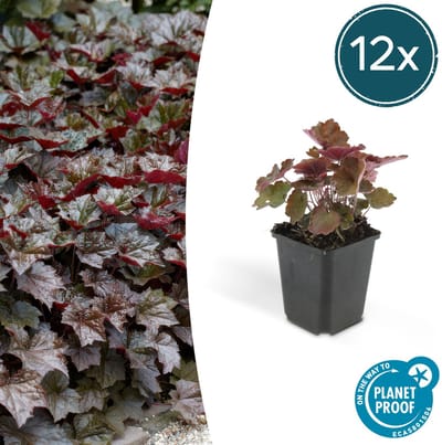 Tuinplantenshop.com | Heuchera mic. 'Palace Purple' | 12 stuks - Ø9cm - 10-25cm hoog - Tuinplant
