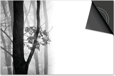Inductie beschermer 60x60 - afdekplaat inductie mat - Dietrix Kookplaat beschermer - Exclusief - Herfst - Bos zwart wit