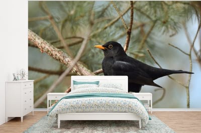 Behang - Fotobehang Vogel - Merel - Takken - Dieren - Breedte 320 cm x hoogte 240 cm