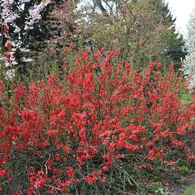 Chaenomeles Japonica 'Sargentii' - Dwergkwee 30-40 cm in pot