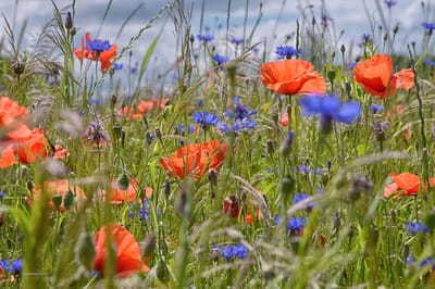Fotobehang klaprozen en korenbloemen 350 x 260 cm - € 235,--