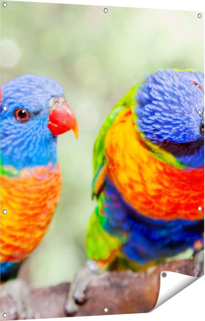 Gards Tuinposter Vier Regenboog Lori Vogels op een Tak - 90x120 cm - Tuindoek - Tuindecoratie - Wanddecoratie buiten - Tuinschilderij
