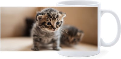 Beker - Kittens op Ontdekkingstocht
