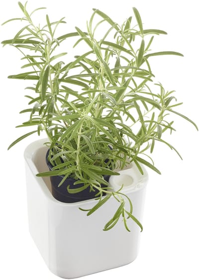 Kruidenpot Eden, breedte: 120 mm, wit
