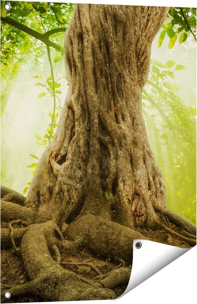 Gards Tuinposter Grote Boom in het Bos met Wortels - 60x80 cm - Tuindoek - Tuindecoratie - Wanddecoratie buiten - Tuinschilderij