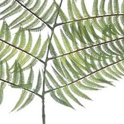 Erutan avon - Fern branche lt green 145 cm