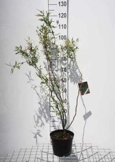 Salix babylonica 'Tortuosa' - Kronkelwilg, Wilg, Krulwilg 40 - 60 cm in pot