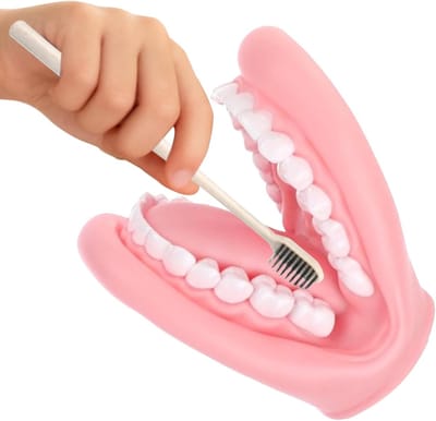 Handpop Tandmodel - Educatief Speelgoed - Tandenpoetsen Leren - Realistisch PVC Ontwerp - 15cm Tand Grootte - Roze