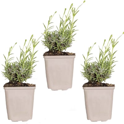 Bloomique - Set van 3 - Lavandula Angustifolia Hidcote - Echte Lavendel - Lavendel Plant - Winterhard - Hoogte 10-20 cm - Pot 9x9 cm