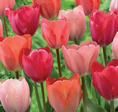 Flower Parade Garden Tulpenbollen 10 stuks bolmaat 12+