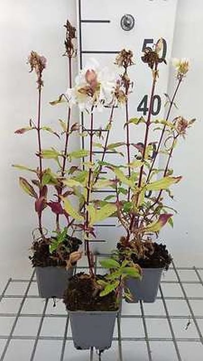 6x Zeepkruid - Saponaria off. 'Alba Plena' | 9x9 cm pot