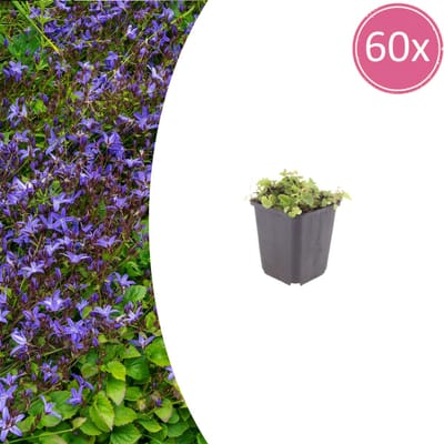 Tuinplantenshop.com | Campanula poscharskyana | 60 stuks - Ø9cm - 10-25cm hoog - Tuinplant