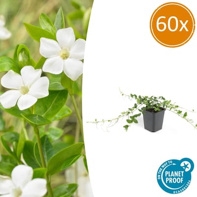Tuinplantenshop.com | Vinca minor 'Alba' | 60 stuks - Ø9cm - 10-25cm hoog - Tuinplant