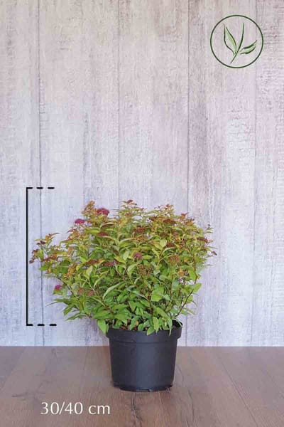 10 stuks | Japanse spierstruik Goldflame Pot 30-40 cm | Standplaats: Half-schaduw | Latijnse naam: Spiraea japonica Goldflame