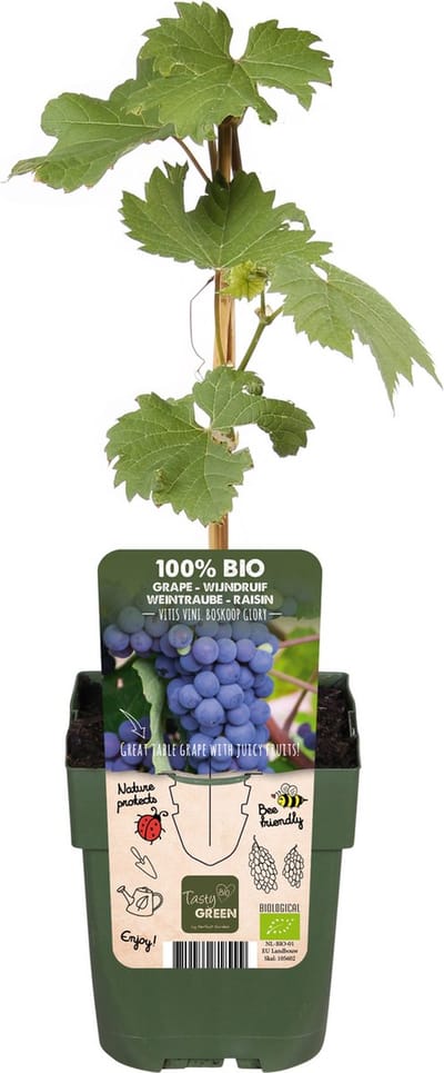 Vitis vinifera 'Boskoop Glory' - Druivenstruik - Hoogte: 45cm - Ø13