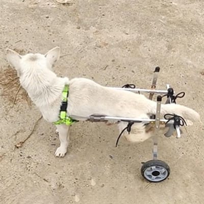 Rolstoel voor Huisdieren - Hondenkar Mobiliteitshulpmiddel - Huisdier Revalidatie - Verstelbaar Ontwerp - Universeel - Zilver