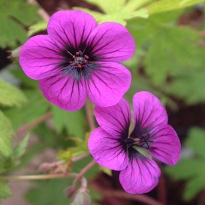6 x Geranium 'Ann Folkard' - Ooievaarsbek pot 9x9cm