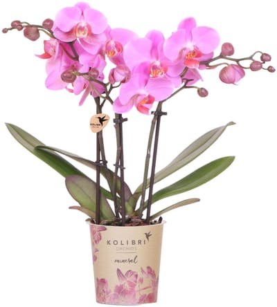 Kolibri Orchids | Paars roze phalaenopsis orchidee | Frederikstad | bloeiende kamerplant