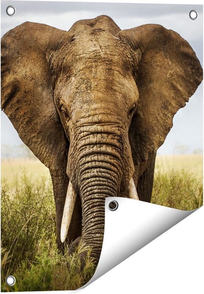 Gards Tuinposter Olifant in het Wild - Kleur - 40x50 cm - Tuindoek - Tuindecoratie - Wanddecoratie buiten - Tuinschilderij
