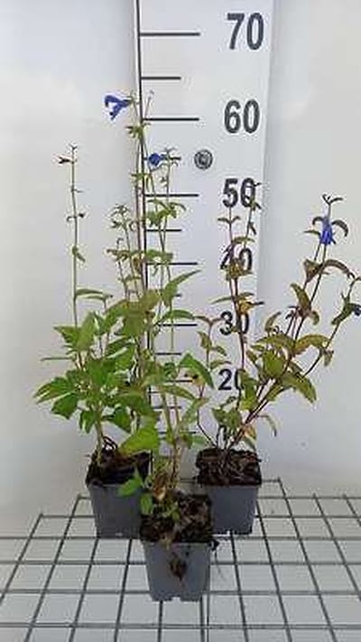 6x Struiksalie - Salvia patens 'Royal Blue' | 9x9 cm pot