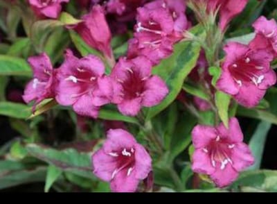2 x Weigela 'Moulin Rouge'® ('brigela') - Weigela, Weigelia 50- 60 cm in pot