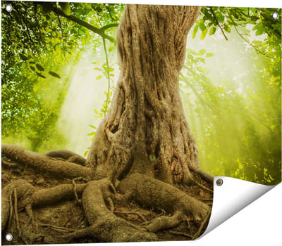 Gards Tuinposter Grote Boom in het Bos met Wortels - 80x60 cm - Tuindoek - Tuindecoratie - Wanddecoratie buiten - Tuinschilderij