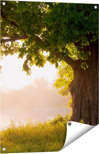 Gards Tuinposter Eikenboom aan het Water met Volle Bladeren - 60x80 cm - Tuindoek - Tuindecoratie - Wanddecoratie buiten - Tuinschilderij
