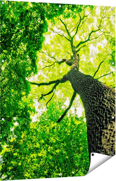 Gards Tuinposter Boom in het Bos met Fel Groene Bladeren - 90x120 cm - Tuindoek - Tuindecoratie - Wanddecoratie buiten - Tuinschilderij