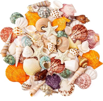Zandbak Schelp - Mixed Zee Schelpen Set - Natuurlijke Schelpen - 15 Soorten - Perfect voor DIY & Decoratie - Voor Creatieve Projecten