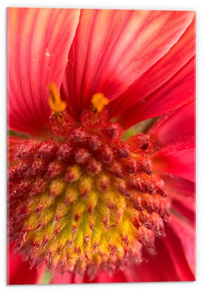 Acrylglas - Rode Bloem van Dichtbij  - 40x60cm Foto op Acrylglas (Met Ophangsysteem)