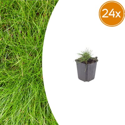 Tuinplantenshop.com | Festuca gautieri | 24 stuks - Ø9cm - 10-25cm hoog - Tuinplant