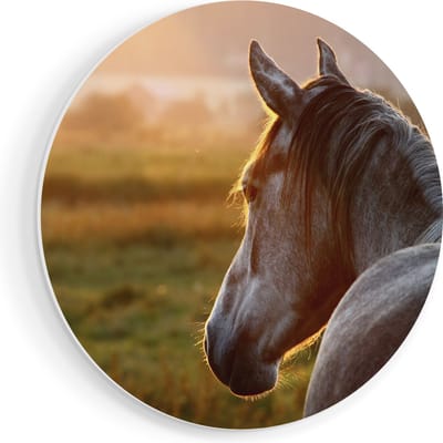 Artaza Forex Muurcirkel Paard In De Weide Tijdens Zonsondergang - 90x90 cm - Groot - Wandcirkel - Rond Schilderij - Muurdecoratie Cirkel