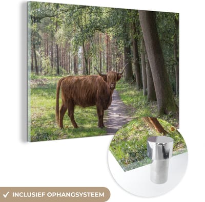 MuchoWow® Glasschilderij 120x80 cm - Schilderij acrylglas - Schotse Hooglander - Pad - Boom - Foto op glas - Schilderijen