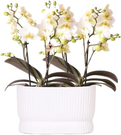 Kolibri Orchids | Witte orchideeënset Diabolo Twin White | 2× Lausanne Ø9cm – incl. waterreservoir