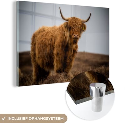 MuchoWow® Glasschilderij 150x100 cm - Schilderij acrylglas - Schotse Hooglander - Duin - Gras - Foto op glas - Schilderijen