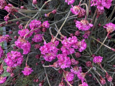6x Engels Gras - Armeria maritima 'Rubrifolia' | 9x9 cm pot