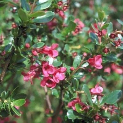 Escallonia 'Donard Radiance' 40 - 50 cm in pot