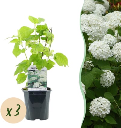 Plantenboetiek.nl | Pluim Hortensia - Hydrangea arborescens Annabelle - Bloem Wit - 3 Planten - 1 m2 - Bladverliezend - Grote Bloemen - Ø18cm - 40-50cm hoog - Tuinplant
