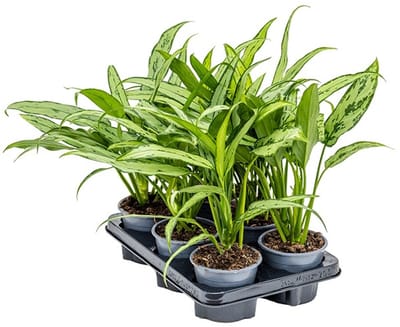 Aglaonema cutlass - Hoogte 35cm - Pot 12cm