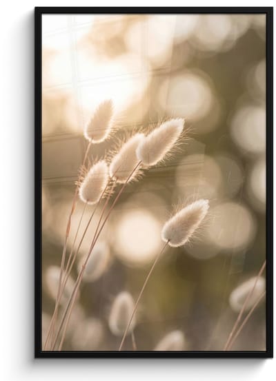 Poster in lijst - Fotolijst 80x120 cm - Posters - Hazestaartgras - Wit - Zonlicht - Posterlijst zwart - Decoratie - Wanddecoratie woonkamer - Muurdecoratie slaapkamer