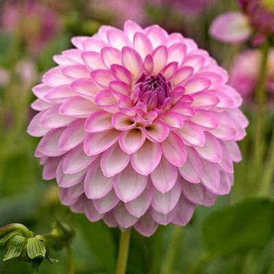 Zinnie,Dahlia,zinnia Bulbi,fiori enormi, bell'aspetto, adatti per essere piantati in giardini o vasi di fiori.Adatto per piantare in giardini o vasi di fiori, con un buon effetto ornamentale