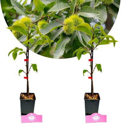 Set van 2 Castanea sativa - Tamme kastanje - Hoogte 60cm - 9cm pot