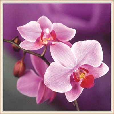 5D Diy Diamond Schilderen Kruissteek Bloem Steentjes Onvoltooide Woondecoratie 30X30CM