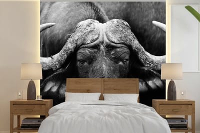 Behang - Fotobehang Dieren - Buffalo - Zwart - Wit - Portret - Breedte 240 cm x hoogte 240 cm