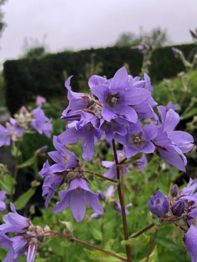 6 x Campanula lactiflora 'Prichard's Variety' - Klokjesbloem - P9 Pot (9 x 9cm) - Dima Vaste Planten