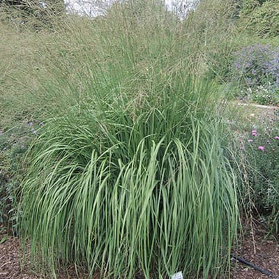 6 x Molinia Arundinacea 'Windspiel' - Pijpestrooitje pot 9 x 9 cm - Een Speelse Dans van Herfsttinten