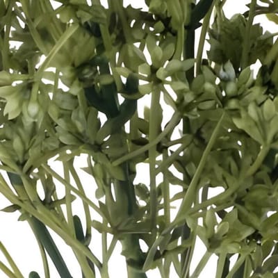 Erutan avon - Sedum bush green 32 cm
