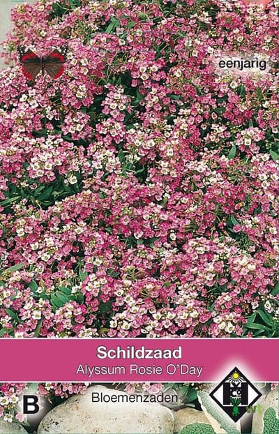 Van Hemert - Schildzaad Rosie O Day