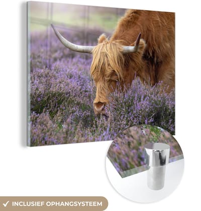 MuchoWow® Glasschilderij 160x120 cm - Schilderij acrylglas - Schotse Hooglander - Dieren - Heide - Foto op glas - Schilderijen