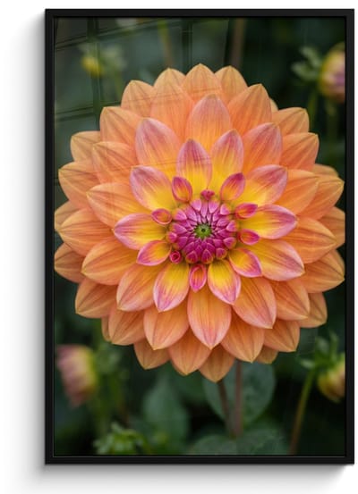 Poster in lijst - Fotolijst 80x120 cm - Posters - Dahlia - Bloem - Oranje - Posterlijst zwart - Decoratie - Wanddecoratie woonkamer - Muurdecoratie slaapkamer